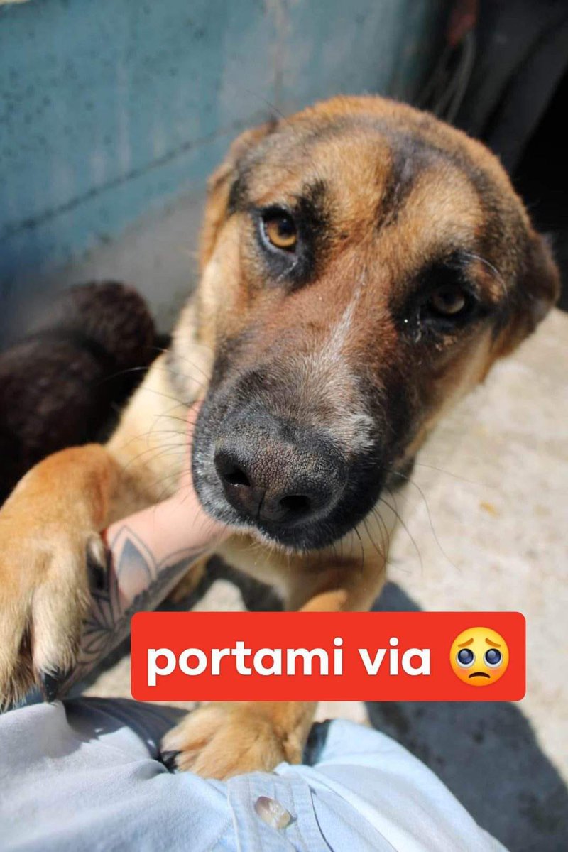 RobertaPapa13's tweet photo. Vive H24 rinchiuso in quel box.
Bel carattere, socievole e affettuoso, cercava l’attenzione  per essere accarezzato.
In box con cani anziani ed equilibrati sia maschi che femmine
IVO 3 ANNI SIMIL PASTORE TEDESCO
In canile da gennaio.
Un canile senza volontari.
Mery 389-6555807 https://t.co/Wdc1u4duNY
