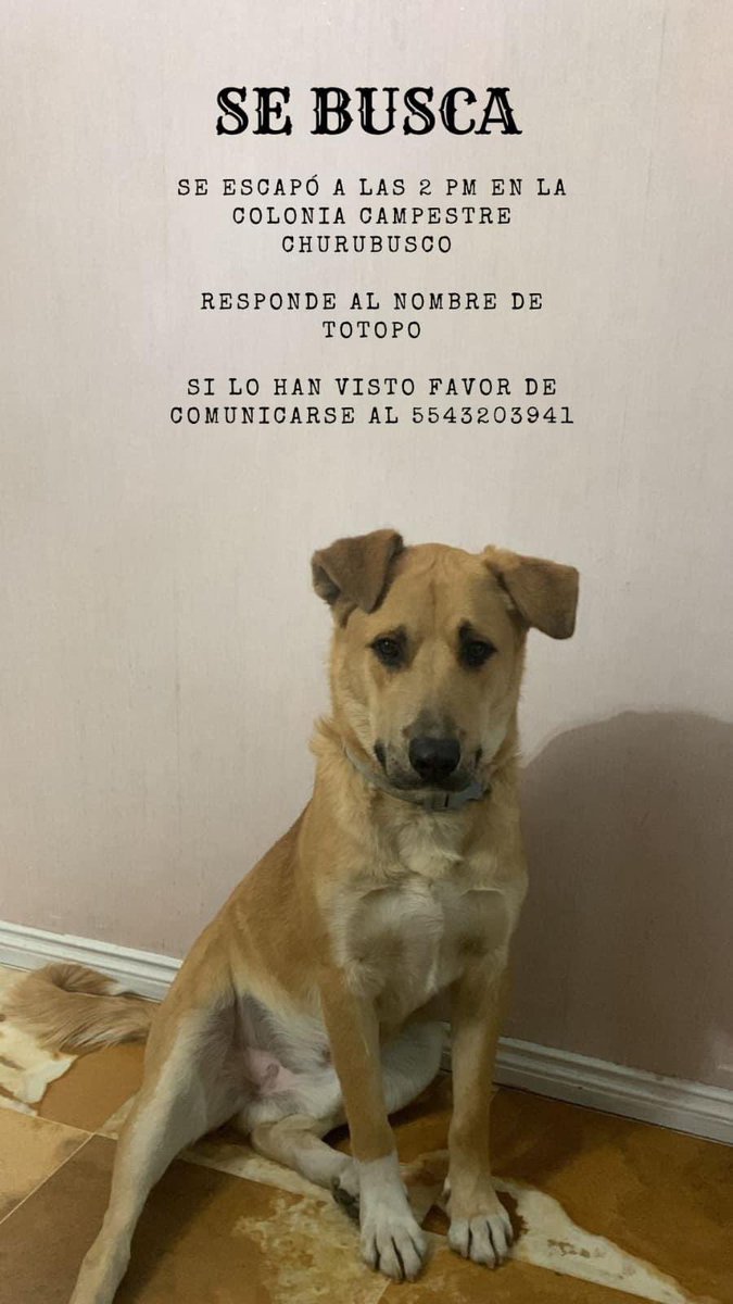 LaCampestre_Ch's tweet photo. rt vía Twitter by LlanuraVecinos ➡ "⚠️ #campestrechurubusco @PrrosPerdidosMX @MascotaCoyoacan @MascotasSismo @JUSTICIANIMA https://t.co/FM1DPdx8Yn" lcch https://t.co/objfifvICn