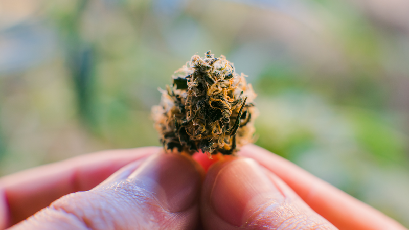 seedsplug's tweet photo. Decoding #cannabis strains: From landrace to crossbred, each strain boasts unique attributes. Guided by cannabinoid content, terpene profile, and cultivation techniques, your choice should be tailored to your desired outcomes. And remember, always opt https://t.co/e44yRpwSpO https://t.co/7u0Y6s3VTo