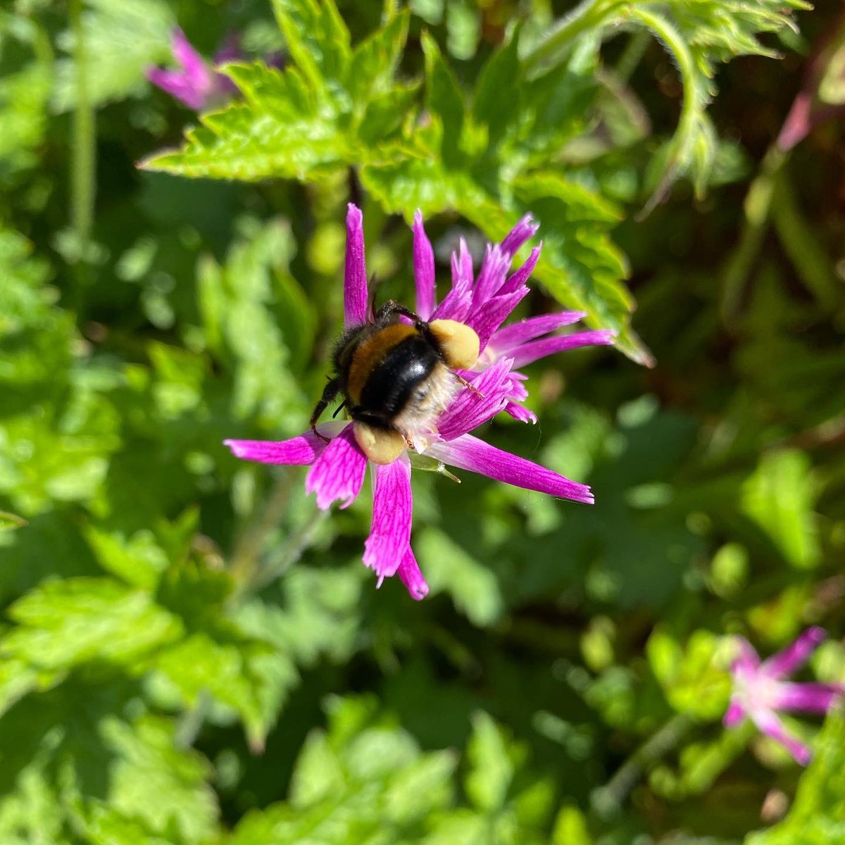 FriendsOfDunvantPark tweet media