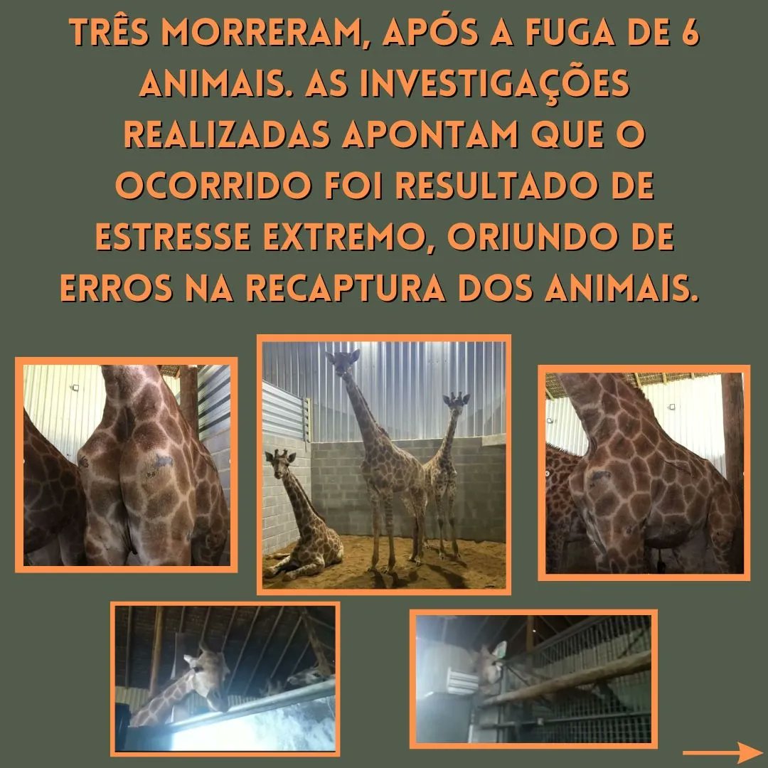 girafaslivresja's tweet photo. #liberdadeparaasgirafas
#santuarioparaasgirafas
#justicaparaasgirafas
#zoologicoprisao
#bioparquedorio
@bioparquedorio
#poetobelloresort
@PortobelloRJ
#grupocataratas
#ibama
@ibamagov https://t.co/7HqOVnFg4g