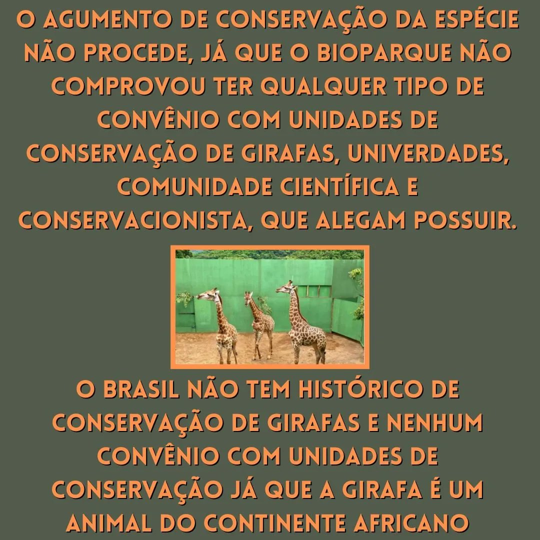 girafaslivresja's tweet photo. #liberdadeparaasgirafas
#santuarioparaasgirafas
#justicaparaasgirafas
#zoologicoprisao
#bioparquedorio
@bioparquedorio
#poetobelloresort
@PortobelloRJ
#grupocataratas
#ibama
@ibamagov https://t.co/7HqOVnFg4g