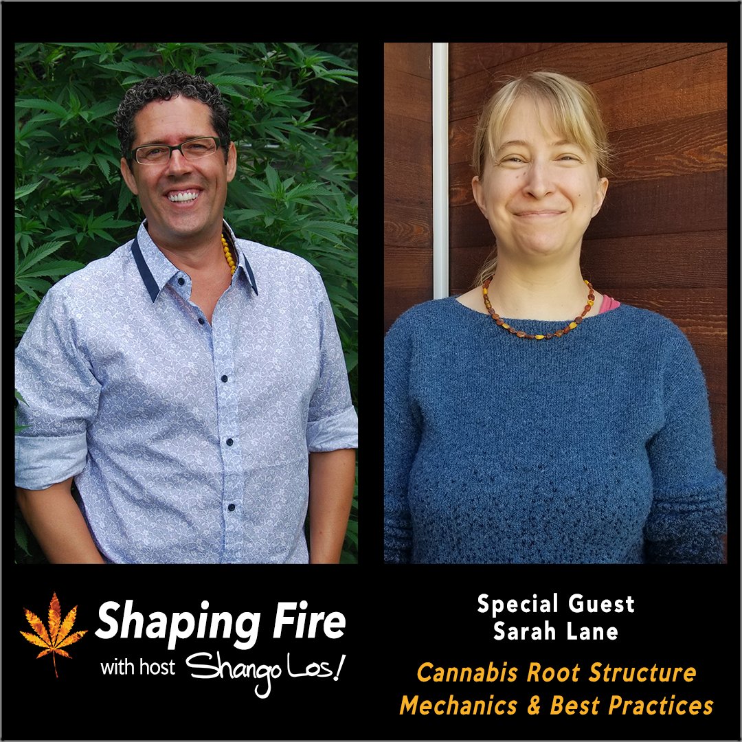 ShapingFire's tweet image. Plant biologist Sarah Lane @ExudetteRootly returns to discuss root structure and function, how and when to trim them, and best practices for creating a bountiful root system that will support massive growth and yields. ShapingFire.com