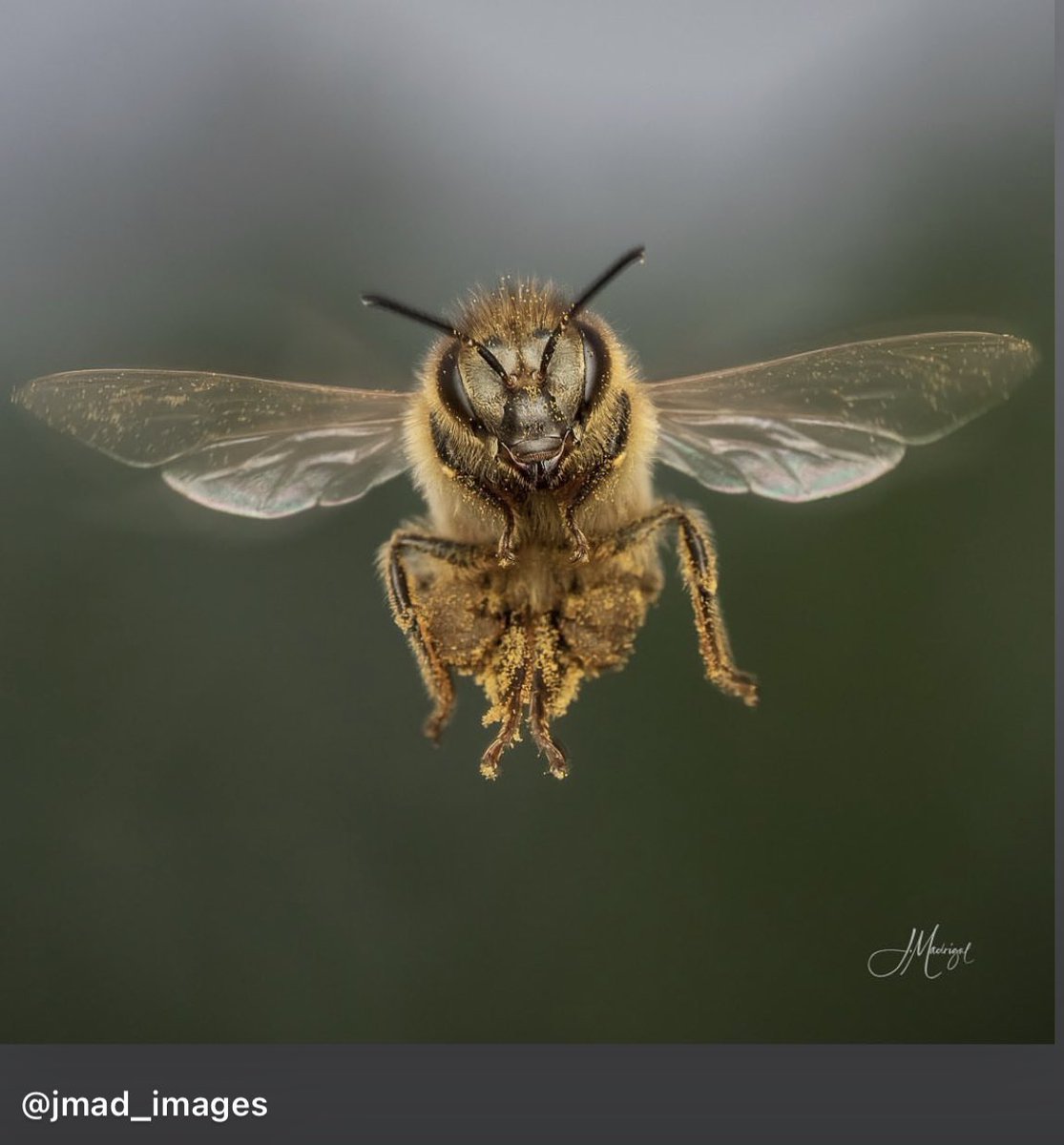 Insectguru's tweet photo. With wings beating 200 times per second, the aerodynamics of a bee's flight are a marvel of nature. It's a testament to their adaptability and resilience in a world where they play such a vital role in pollination. #bees #inflight #naturephotography #pollinators #macroshots https://t.co/hWPsR9Kwcp