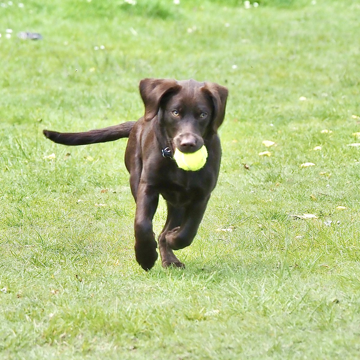 Nancy getting the hang of ‘fetch’ 
#DogsofTwittter #LabradorCross #Cockapoo #RescuePuppy #Puppies
