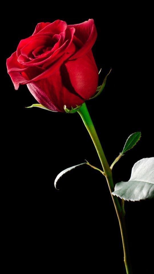 eayesme's tweet photo. #love #red #rose photography. https://t.co/kwAK3lxbns
