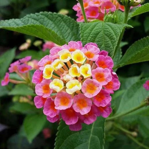 0_minyaaa's tweet image. This color change triggered by pollinator phenomenon is more common than some may expect - for example Lantana camara too, yellow are newly opened unpollinated flowers, while red ones are older and pollination triggered the production of more anthocyanin. Plants are smart! 🤓