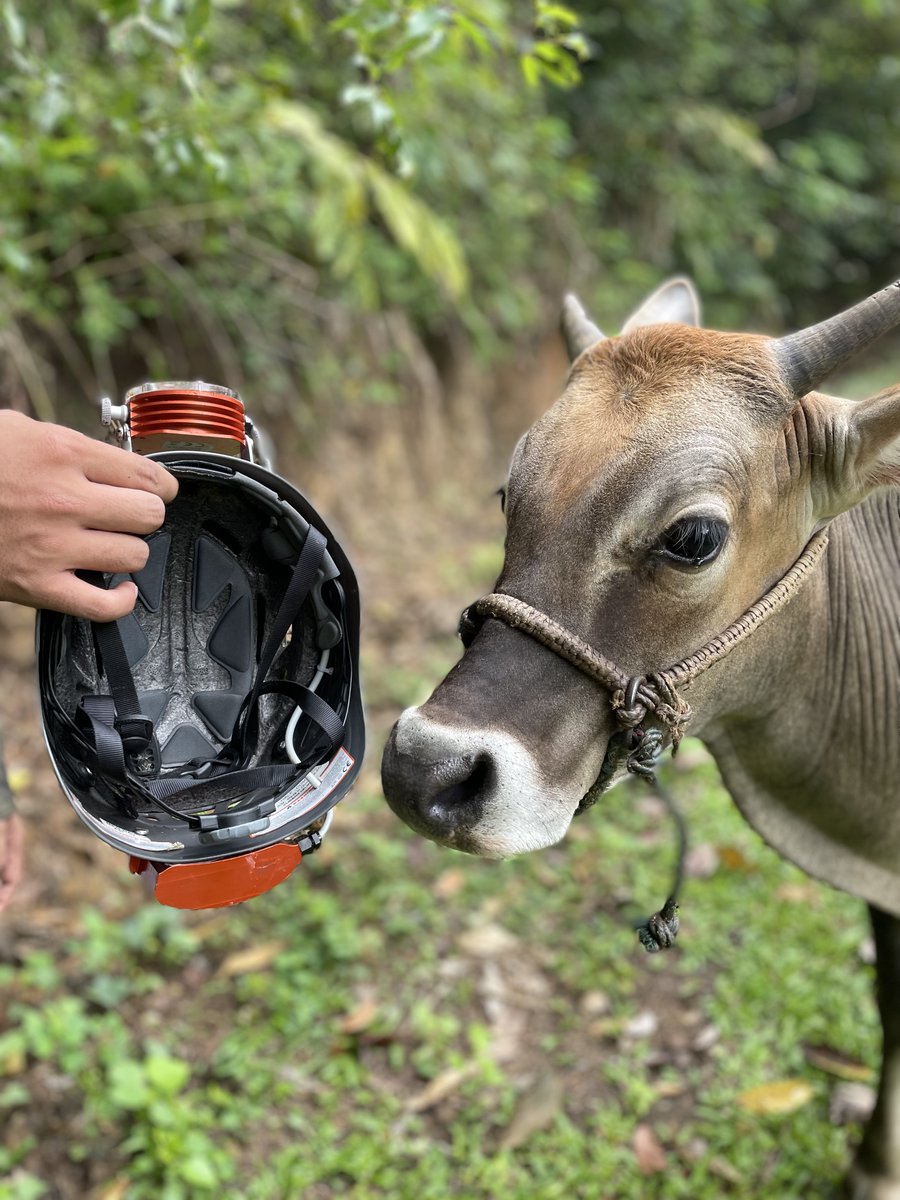 Scientific content light. Todays Sumatra #fieldwork was great! In the new cave we found fossil teeth, stalagmites and installed loggers. 
I met a new friend! I think he'd join us but was sceptic about the helmet... 🐮😆
@NUGeog @SFMBreitenbach @TheFatWombat @ARCHE_Griffith