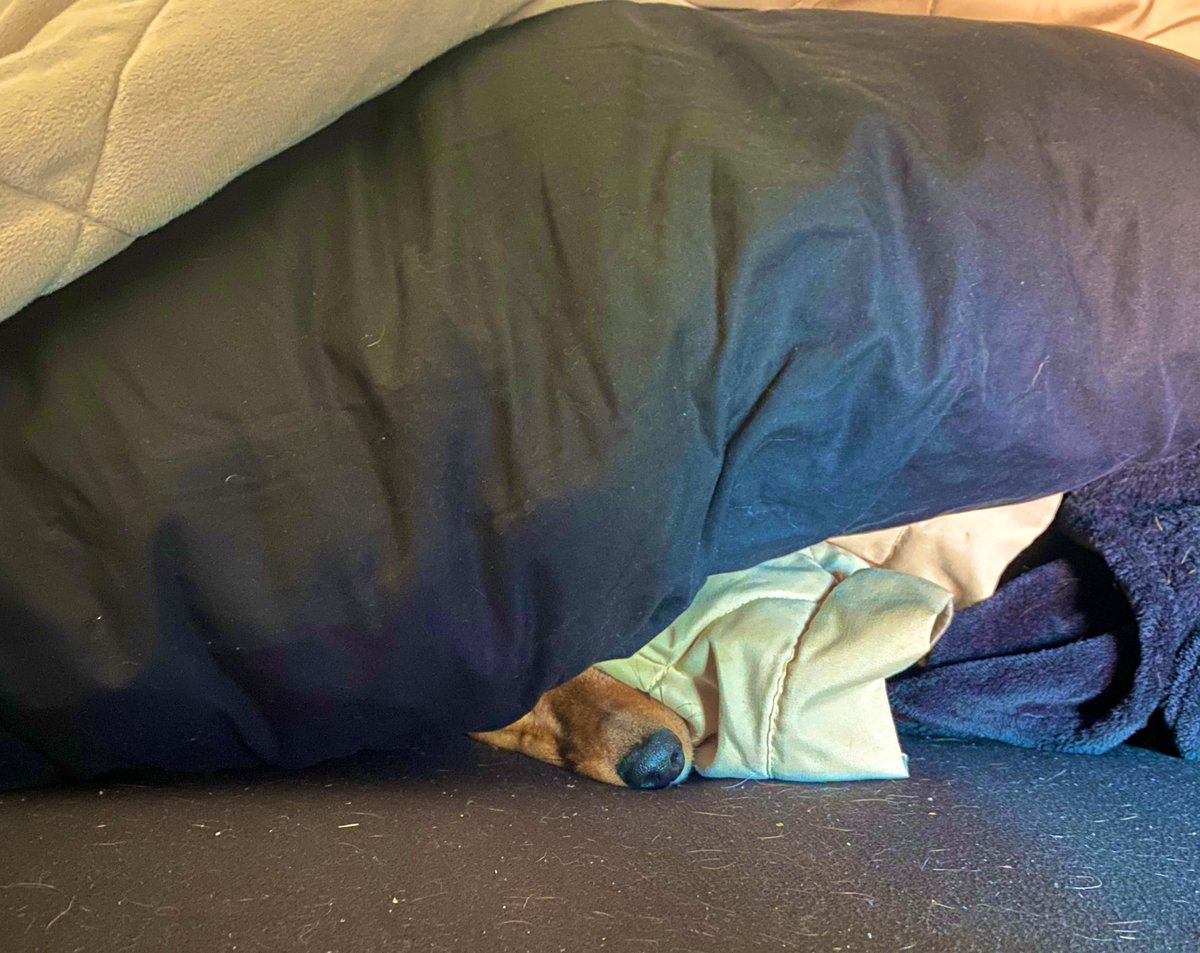 kris_delabio's tweet photo. Does anyone else have like weird rules in their house because of their dogs? Like mine is you have to check under all blankets and/or pillows before you sit down in case Nebula is burrowed underneath… https://t.co/JIRpZaHWA8