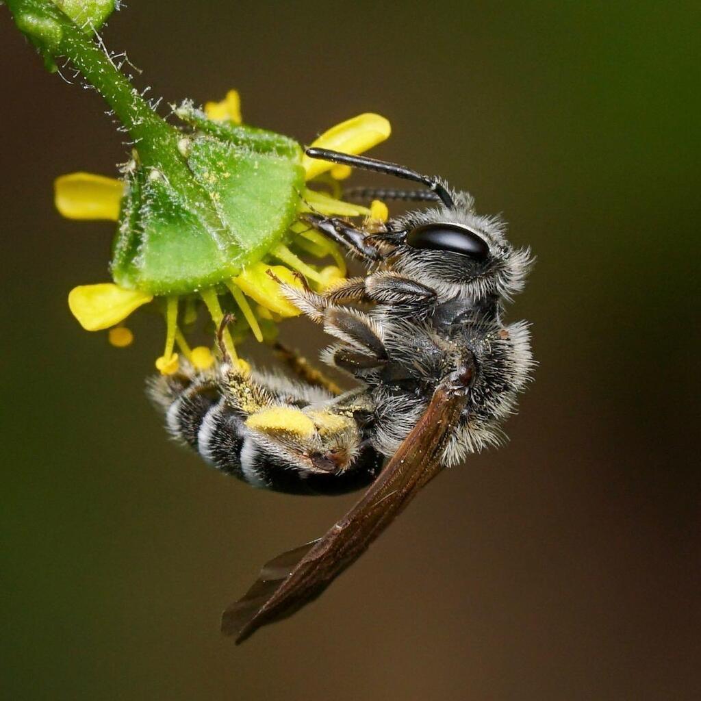 aschnebe's tweet photo. Happy #WorldBeeDay! This is an Andrena female on Spring Avens https://t.co/zWWFt6qDpB https://t.co/7V48YPj9Ck
