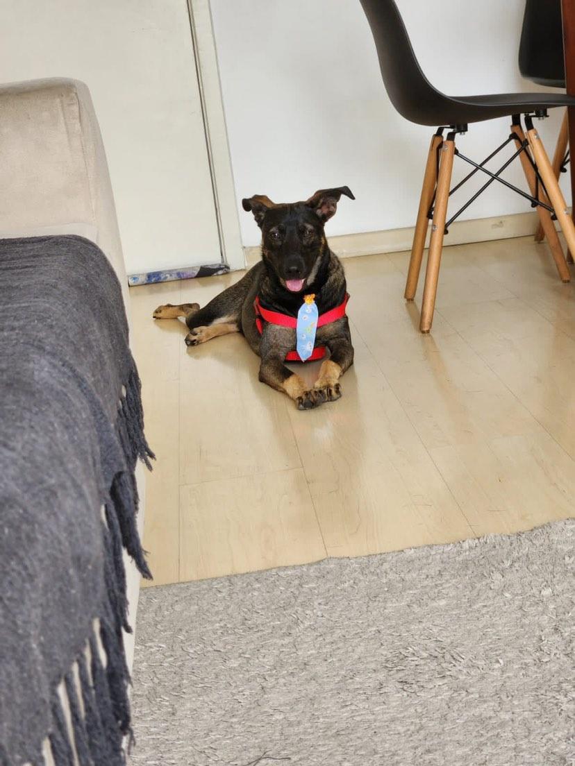 taquararjnews's tweet photo. 🗣️ FALA, TAQUARENSE! 🐕

"Oi, boa tarde! Esse doguinho foi achado no Camorim. Ele é muito bonzinho. Peguei porque estava muito frio e fiquei com pena de deixá-lo na rua, mas infelizmente não tenho condições de ficar com ele. Procuro um lar pra esse príncipe lindo. O telefone para contato é (21) 98234-7464."

🎙️ Fernanda Braga