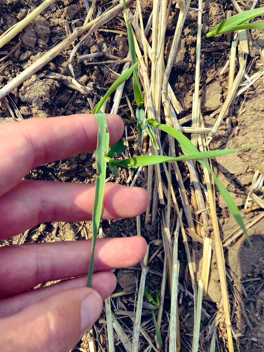 Cronk_Ag's tweet photo. Going after future beer should be a felony. I take personal offence to this. #spray23 #grasshoppers #checkyourfields https://t.co/z3gxKTXKPf