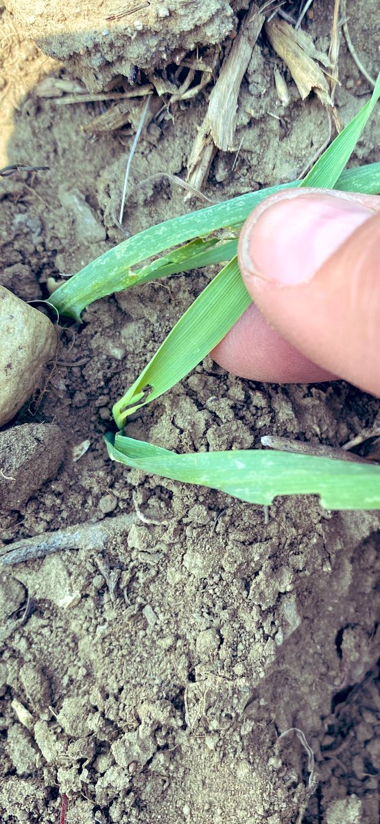 Cronk_Ag's tweet photo. Going after future beer should be a felony. I take personal offence to this. #spray23 #grasshoppers #checkyourfields https://t.co/z3gxKTXKPf