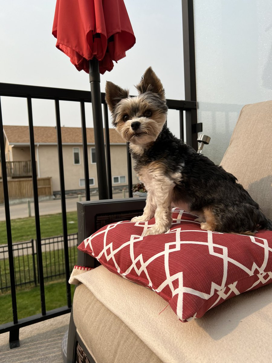 Gio.  The air is a bit smoky this morning but nothing stops me from sitting high on my favorite pillow. Happy Saturday peeps 💜🥰🐾🇨🇦#dogsoftwitter #dogsarefamily #dogsarelove #albertafire #longweekend #SaturdayMood