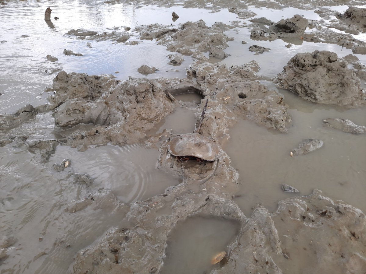 BhadPunyasloke's tweet photo. Three years ago #Amphan cyclone ravaged #Sundarbans and the habitat of mangrove horseshoe crabs. With support from @wti_org_india we worked to restore the habitat of mangrove horseshoe crab; the journey continues @vivek4wild @Noelmenon @SnehaaSun https://t.co/YIEOrpqna3