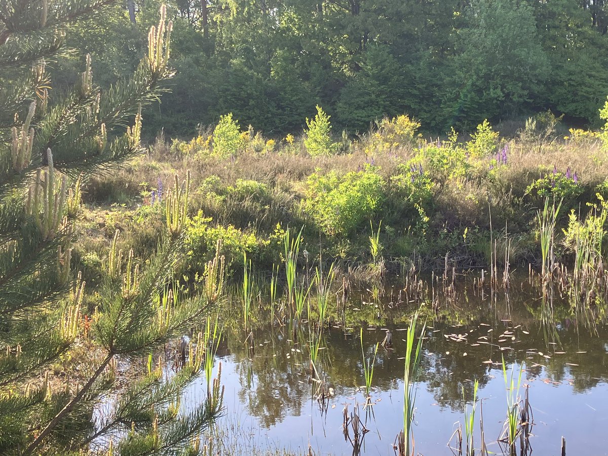 witblok's tweet image. Soesterberg. #hardlopen @gem_heuvelrug @UtrLandschap