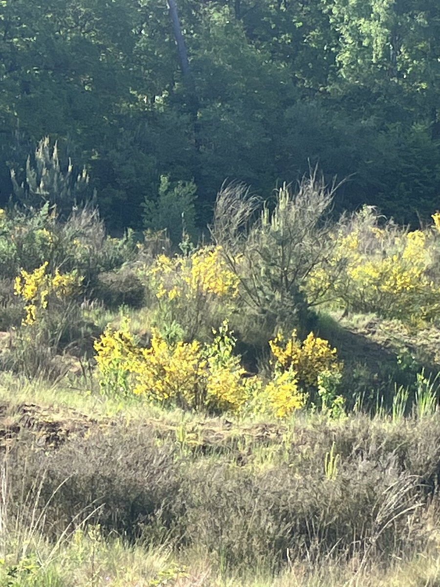 witblok's tweet image. Soesterberg. #hardlopen @gem_heuvelrug @UtrLandschap