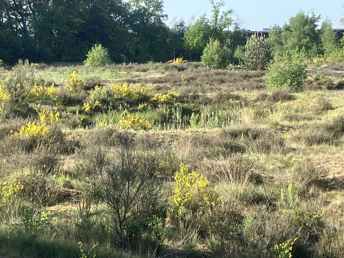 witblok's tweet image. Soesterberg. #hardlopen @gem_heuvelrug @UtrLandschap