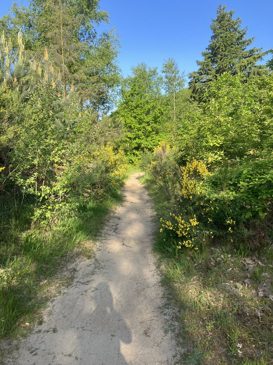 witblok's tweet image. Soesterberg. #hardlopen @gem_heuvelrug @UtrLandschap