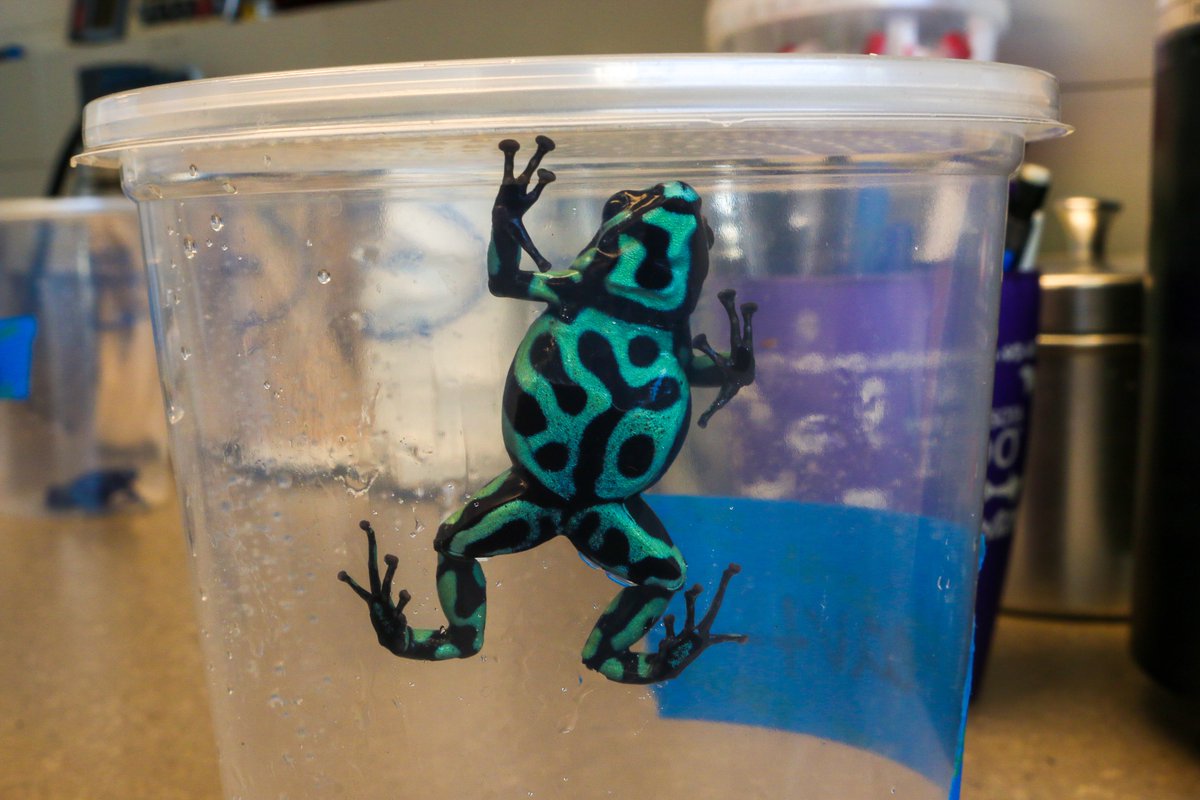 NEAQ's tweet photo. #AnnualExam observations: All poison #DartFrogs are healthy, eating well, and 10/10 cute! 😍

Each frog was evaluated by our #AnimalHealth team for body condition, nutritional status, and any body abnormalities. They weighed between 3.51 grams all the way up to 8.54 grams! https://t.co/bv1te3mPE4
