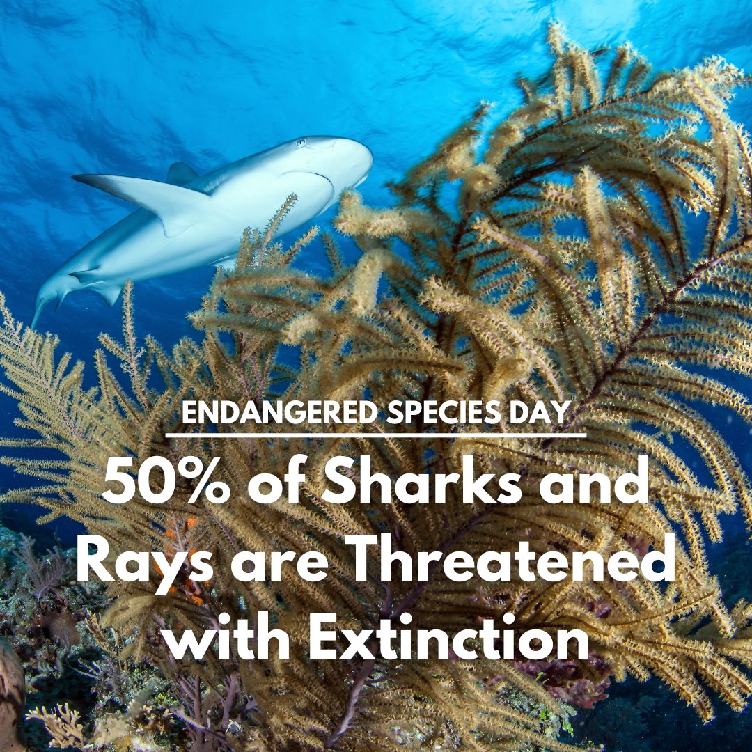 It is Endangered Species Day, so let's discuss the importance of protecting endangered sharks! With simple changes to your personal care product, seafood, and pet food buying habits, you can help protect sharks. #EndangeredSpeciesDay #SaveSharks #Sharkwater #RobStewart