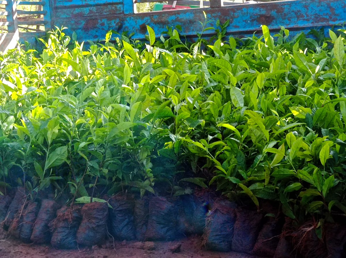 Sinonin Food Innovations LTD 🇰🇪 tweet media