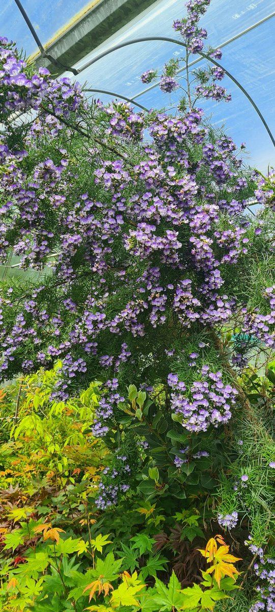 Psorolea (of in goed Afrikaans fonteinbos) is een flinke sierlijke struik uit het zuiden van Afrika. Of deze prachtige struik voldoende winterhard gaat zijn is erg onzeker, maar mooi vinden we hem wel.... Gewoon bij ons op de kwekerij.