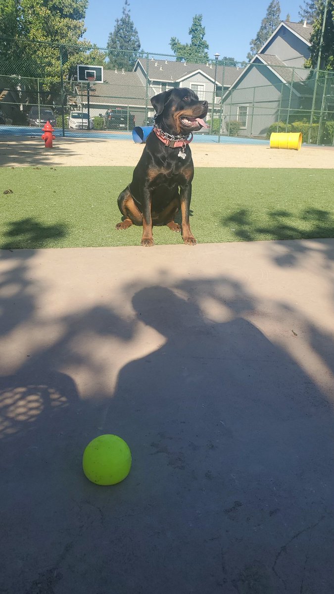 Clayrabbit555's tweet photo. Dog park kinda morning! The city life has ruined this dog. She wants nothing to do with outside unless it's the dog park now, she's a @metarebelzeth for sure! #woofwoof #ThrowThatBall https://t.co/1STAMfrRHK