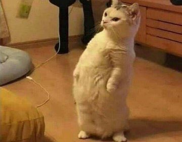 jjjoooooww's tweet image. hello!¡🕊️
I'm not new but I'm looking for new moots

abt me:
+her
+25 pride
+u can call me jotak or raa
+ngang ngong ngang ngong is everything
+part of @schfess 

if you see this help like or rt, tysm!!!🌷🌷
let's be moots wimme
#studytwt #studyacc #AMBISVERSE #moots