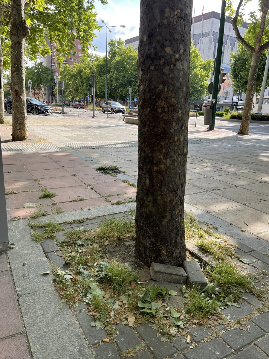 VallaSuciedad's tweet photo. Paseo Zorrilla 20/5/23 #VallaSuciedad
#ValladolidMejorQueNunca
#Valladolid https://t.co/8xyktHxZ56