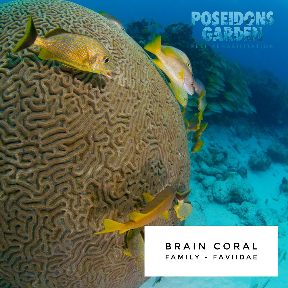 Coral Saturday Baby 🥰 

Brainy corals on the brain! 🧠💭 Get ready to have your mind blown by these genius architects of the ocean! Did you know brain corals are like the Einstein of the reef, building their own coral cities one polyp at a time? 🏰🌴#braincoral #PoseidonsGarden