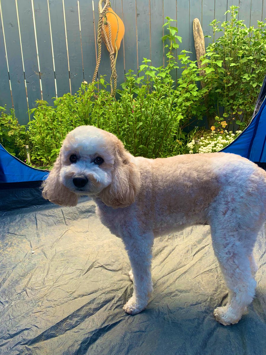 I’m practicing for my first holiday under canvas. I might have woofed a bit at the crunchy groundsheet. Anyone else been camping? How many toys are acceptable to take?