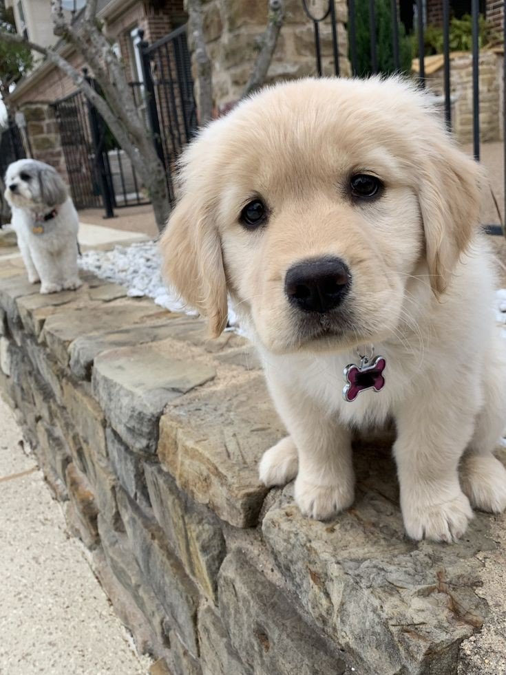 𝓓𝓸𝓰𝓰𝓸 𝓓𝓮𝓵𝓲𝓰𝓱𝓽 🐶 (@petpalsunite) on Twitter photo 