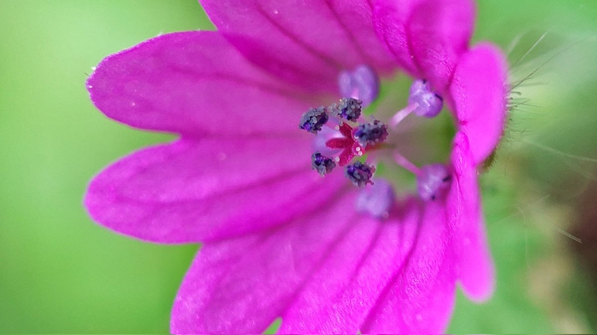 lupus_sch's tweet photo. Spring shots
#SpringOnSnapdragon
@oneplus & @Snapdragon
#ShotOnSnapdragon
#ShotonOnePlus 9pro + microscope lense https://t.co/xH2hdKBz1Z