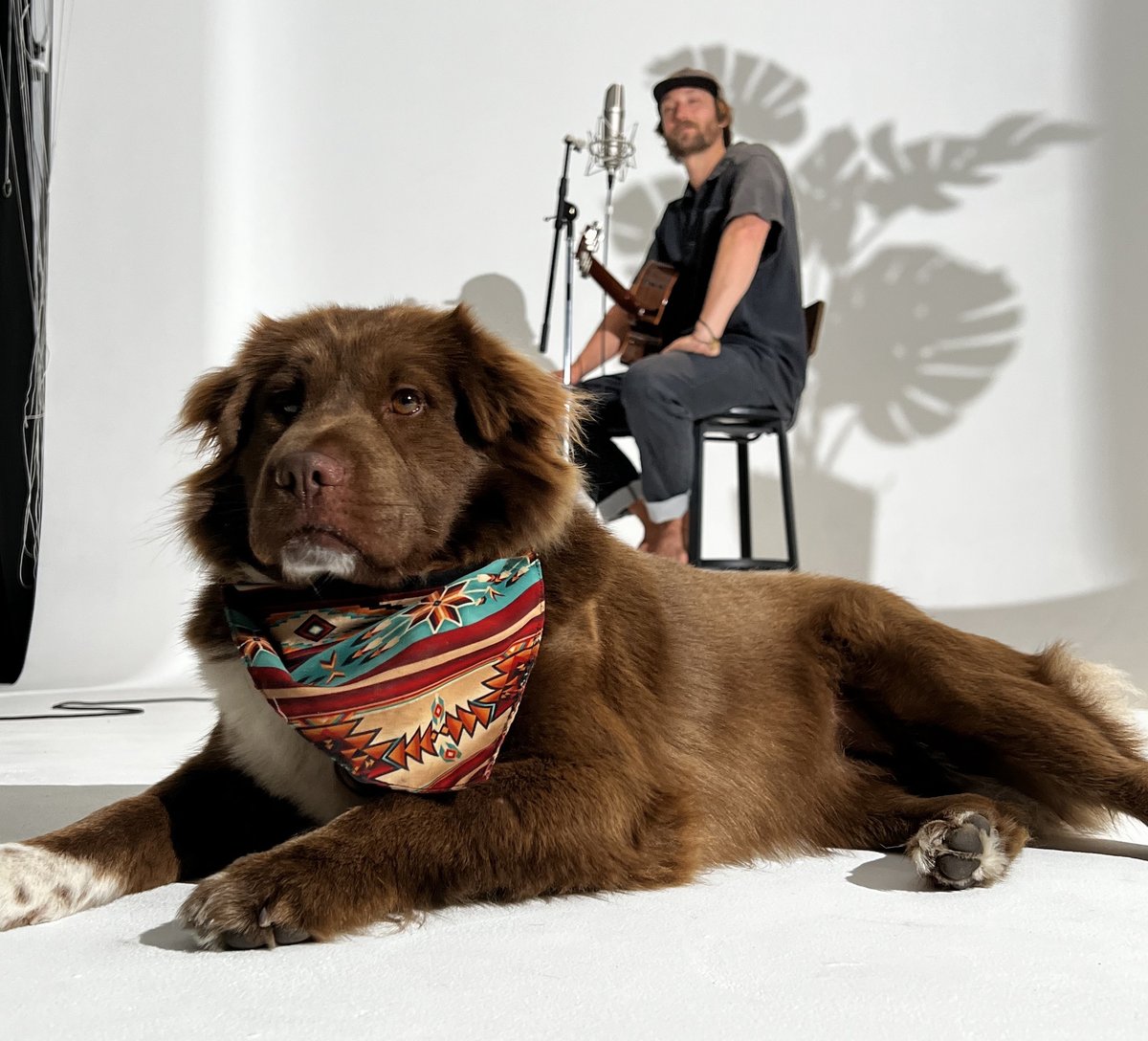 REVSTUDIOSD's tweet photo. We were thrilled to have musical stylings of @StickFigureDub at our studio this month, joined by their furry #rescuedogs. In honor of #NationalRescueDogDay we're excited to introduce you to their latest rescue, Molly. (As you can tell, at #REVStudio, we are pet friendly!) https://t.co/bveVkeQgOf