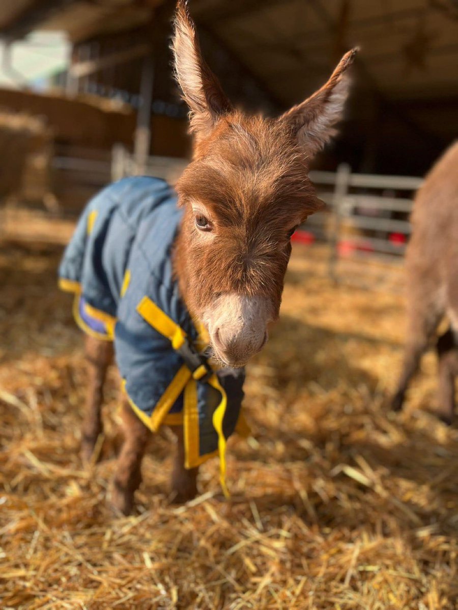 Still no news about Moon the baby donkey stolen from her mother’s side at Miller’s Ark in #Hook #Hampshire May 15 2023. Will be missing her mum 💔 Somebody knows. Please RT to make Moon #TooHotToHandle and help reunite with family x
