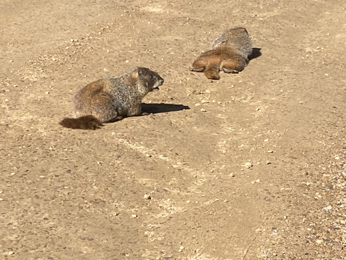 MarciaHibberd's tweet photo. @NatlParkService Fall River Road in @RockyNPS . These clowns would not get off the road! https://t.co/sgtSK46ZNX