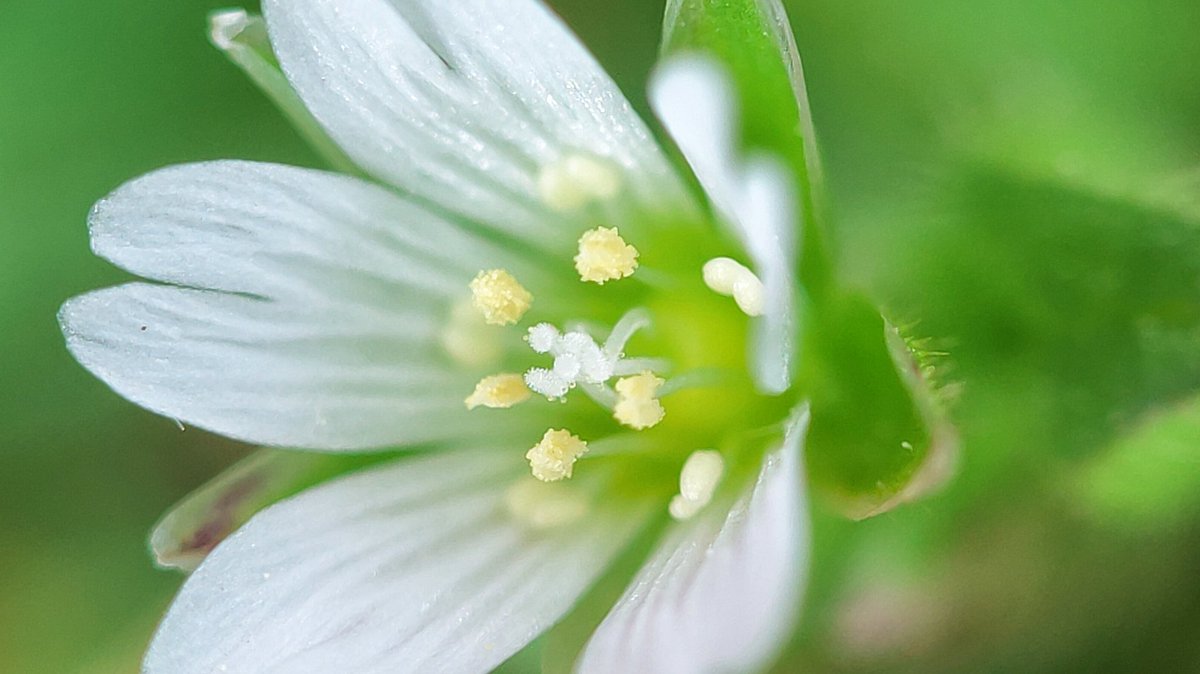 lupus_sch's tweet photo. Spring shots
#SpringOnSnapdragon
@oneplus & @Snapdragon
#ShotOnSnapdragon
#ShotonOnePlus 9pro + microscope lense https://t.co/xH2hdKBz1Z