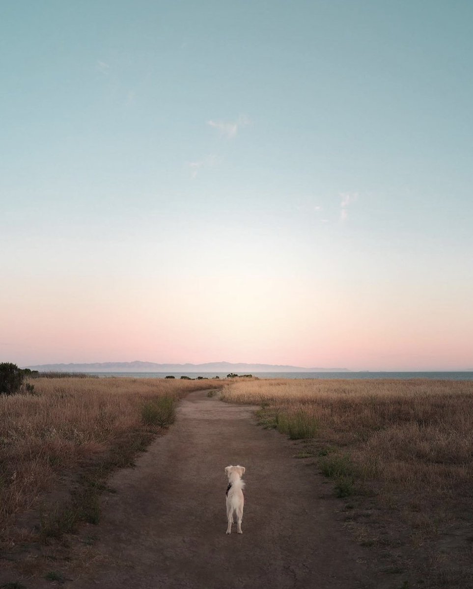 gogoletaca's tweet photo. Pawsitively breathtaking, but can you imagine what the pup is thinking ๐
๐ธ by: @stephanielofgren
#GoGoleta #GoletaStyle #GoletaCA #GoletaTheGoodland #Goodland #GoInStyle #Goleta #Vacation #GetOutAndExplore #Wanderlust #Travel https://t.co/7faichjrEG