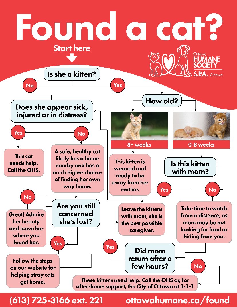 Do you know what to do when you find a cat outside? Follow this chart to determine if she needs help and what steps to take. 

Learn more: ow.ly/KmrZ50OrZs4
