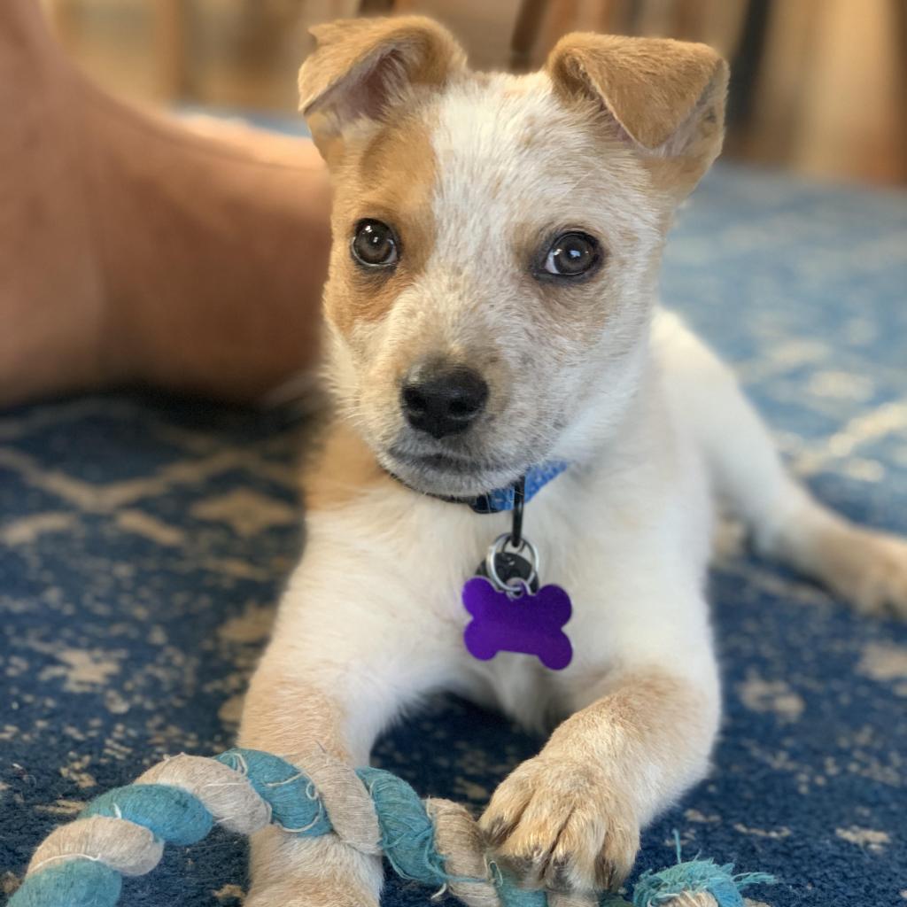 AnimalFriendsR1's tweet photo. Are you ready to add a new furry member to your family? Check out these adorable 11-week-old Queensland Heeler puppies who are super intelligent, eager to please, athletic and loyal. 

Changing futures, one animal at a time.

Foster❤️Adopt❤️Donate https://t.co/2erdPwpcXm