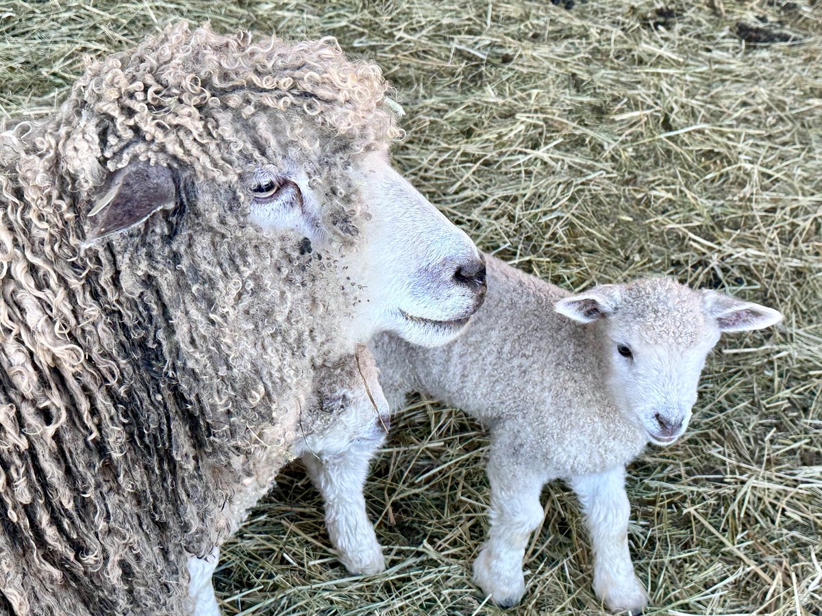 Happy #SheepSaturday and a happy #MothersDayWeekend from this adorable lamb and mama! 🥰

#AltText: A ewe and lamb stand on some hay.

#MothersDay #Lamb #SheepFarm