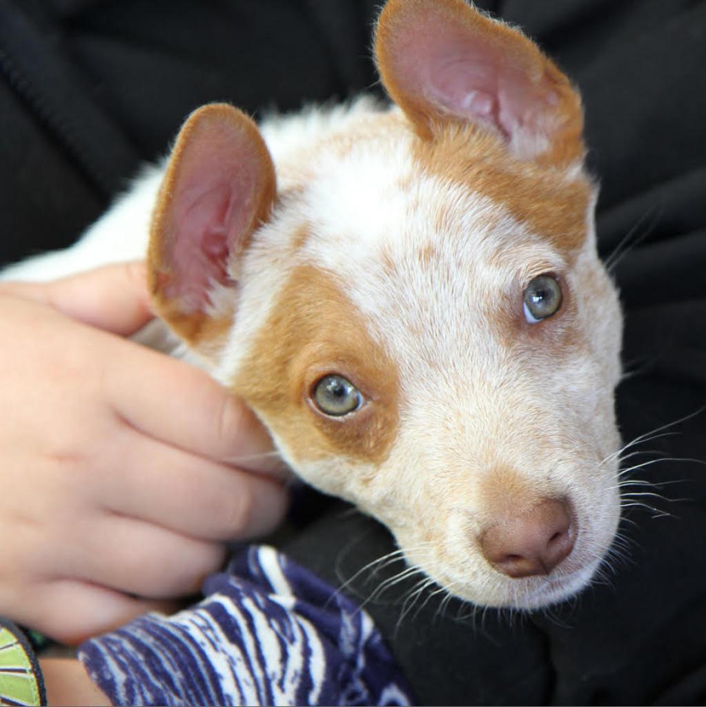 AnimalFriendsR1's tweet photo. Are you ready to add a new furry member to your family? Check out these adorable 11-week-old Queensland Heeler puppies who are super intelligent, eager to please, athletic and loyal. 

Changing futures, one animal at a time.

Foster❤️Adopt❤️Donate https://t.co/2erdPwpcXm