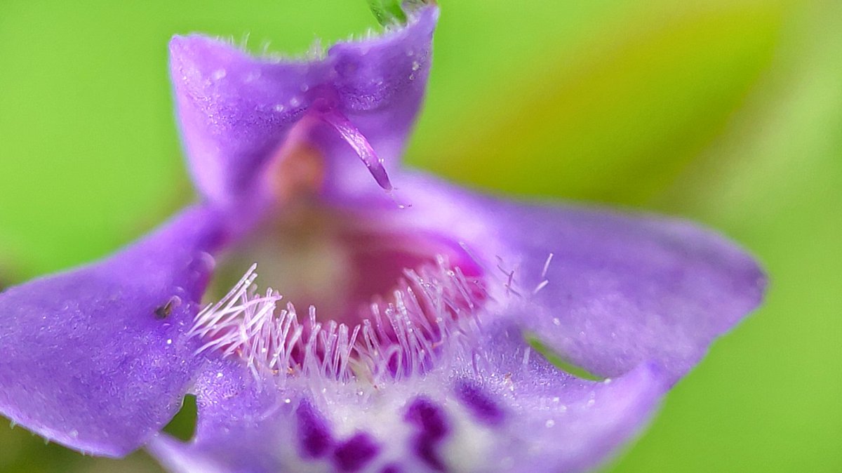 lupus_sch's tweet photo. Spring shots
#SpringOnSnapdragon
@oneplus & @Snapdragon
#ShotOnSnapdragon
#ShotonOnePlus 9pro + microscope lense https://t.co/UcuZoAXjtd
