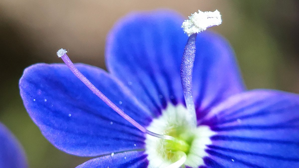 lupus_sch's tweet photo. Spring shots
#SpringOnSnapdragon
@oneplus & @Snapdragon
#ShotOnSnapdragon
#ShotonOnePlus 9pro + microscope lense https://t.co/UcuZoAXjtd