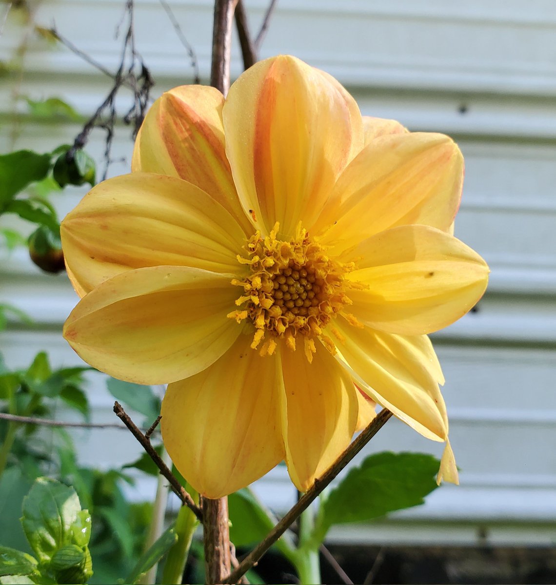 First #Dahlia of the season, planted 3 years ago from seeds and keeps on coming back. 🥰🥰