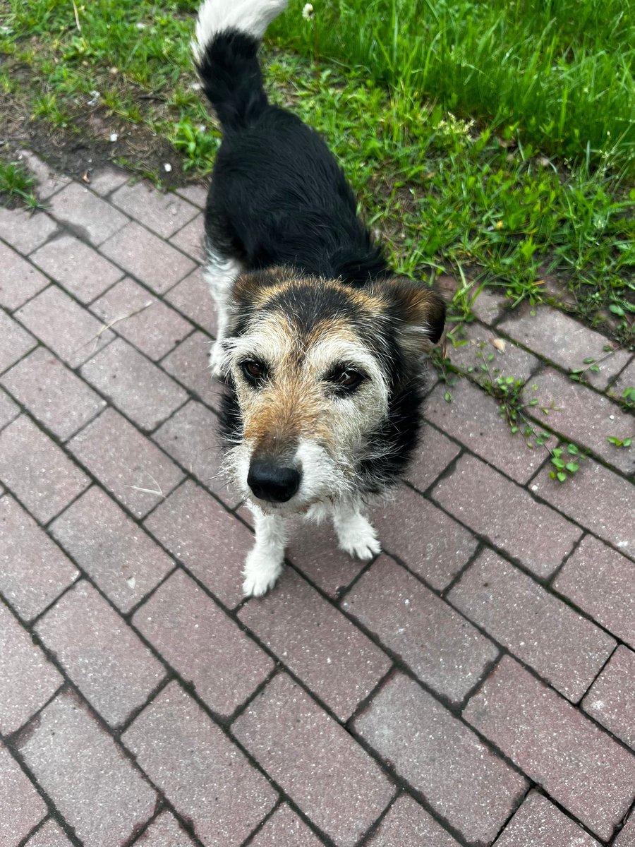 damian_zurawski's tweet photo. Cześć, nazywam się Tosia. Moja Pani zachorowała na Alzheimera i nie pamięta już o mnie ani o swoim niepełnosprawnym synu.💔Proszę o RT.

Od kilku dni błąkam się poza domem, szukając pomocy... 
Wiem, że moja Pani nie może się mną już zająć, dlatego poszukuję nowego domu. 
Czy ktoś mógłby mnie przygarnąć i dać mi odpowiedzialny i kochający dom? 
Nie chcę trafić do schroniska ponownie.😰
Proszę, pomóżcie mi znaleźć wyjście z tej  trudnej sytuacji. 
Chciałabym, żeby moja Pani mogła skoncentrować się na sobie i nie martwić się o mnie. 
Rozumiem, że ze względu na mój wiek może być trudno znaleźć dla mnie nowy dom. 
Jednak, jeśli istnieje dobra dusza, która chciałaby mnie przyjąć i dać mi spokojne schronienie na resztę życia, będę bardzo wdzięczna. 
Nie chcę być kolejnym ciężarem dla mojej Pani. 
Proszę, dajcie mi szansę na nowe życie.🙏