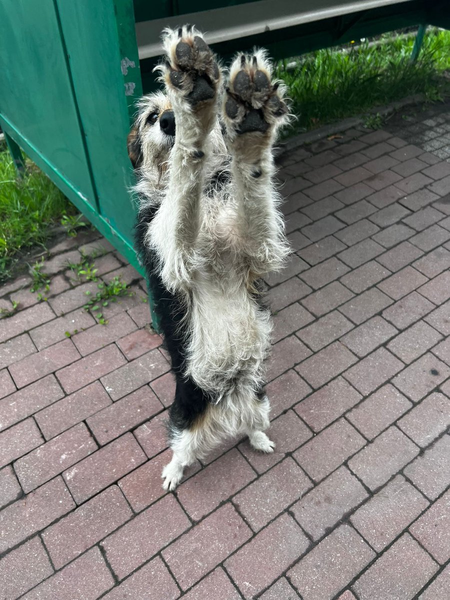 damian_zurawski's tweet photo. Cześć, nazywam się Tosia. Moja Pani zachorowała na Alzheimera i nie pamięta już o mnie ani o swoim niepełnosprawnym synu.💔Proszę o RT.

Od kilku dni błąkam się poza domem, szukając pomocy... 
Wiem, że moja Pani nie może się mną już zająć, dlatego poszukuję nowego domu. 
Czy ktoś mógłby mnie przygarnąć i dać mi odpowiedzialny i kochający dom? 
Nie chcę trafić do schroniska ponownie.😰
Proszę, pomóżcie mi znaleźć wyjście z tej  trudnej sytuacji. 
Chciałabym, żeby moja Pani mogła skoncentrować się na sobie i nie martwić się o mnie. 
Rozumiem, że ze względu na mój wiek może być trudno znaleźć dla mnie nowy dom. 
Jednak, jeśli istnieje dobra dusza, która chciałaby mnie przyjąć i dać mi spokojne schronienie na resztę życia, będę bardzo wdzięczna. 
Nie chcę być kolejnym ciężarem dla mojej Pani. 
Proszę, dajcie mi szansę na nowe życie.🙏
