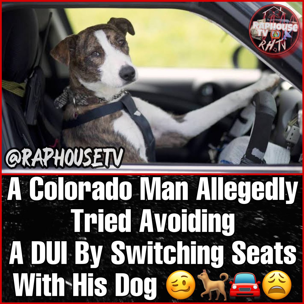 A Colorado Man Allegedly Tried Avoiding Getting A DUI By Switching Seats With His Dog 🥴🐕