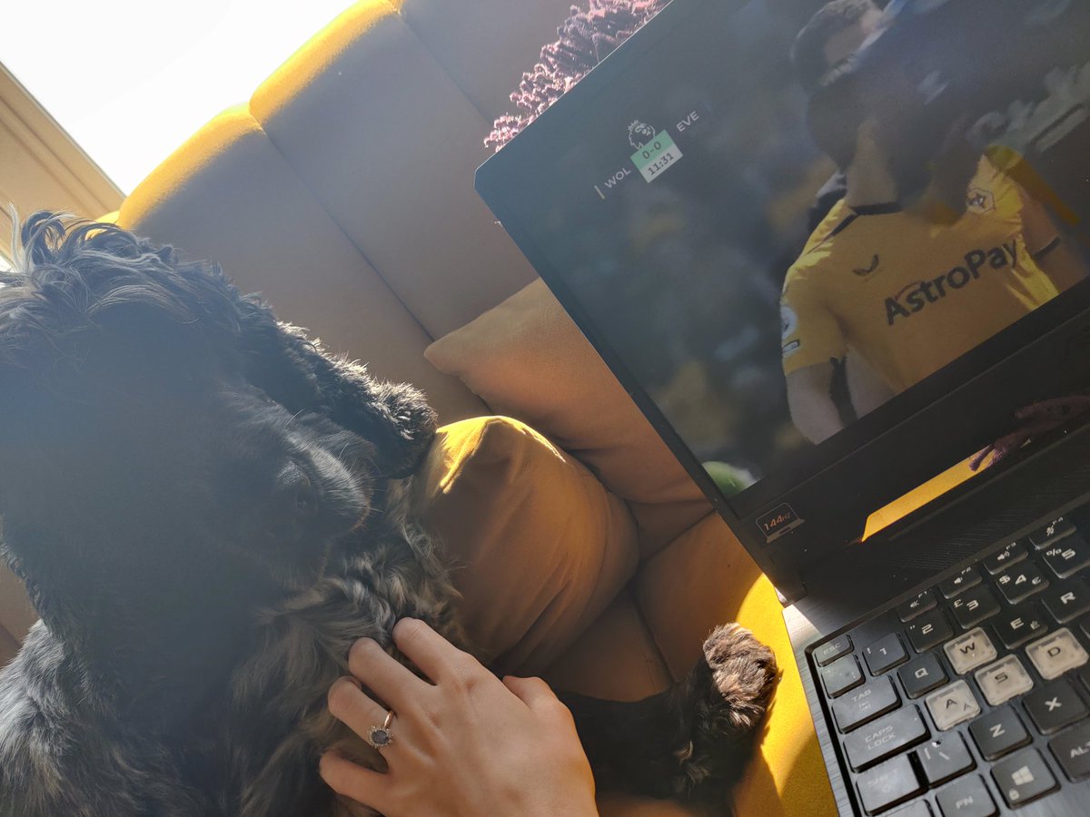 letembeyourhero's tweet photo. Poor Bramley didn't appreciate sitting through that shite, just gave him the fright of his life celebrating the equaliser 😂😂 https://t.co/3T0g7VEc43